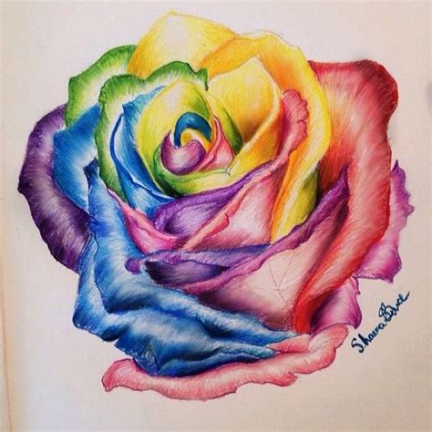 Quick sketch of the day 🌈 #rose #rainbow #drawing #artcollective #artsanity… | Rainbow drawing ...