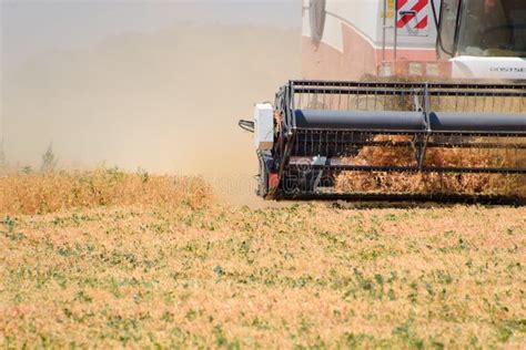 Harvesting Peas with a Combine Harvester. Harvesting Peas from the Fields Editorial Stock Photo ...