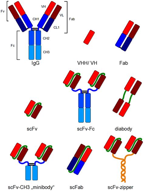 Frontiers | Expression of Recombinant Antibodies | Immunology