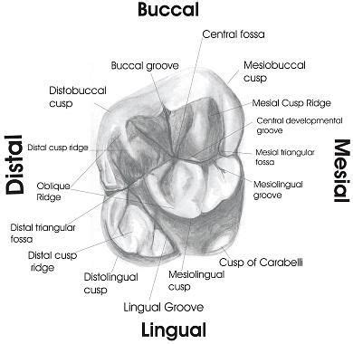 Image result for dental assistant study guide free Protésico Dental, Dental Hygienist School ...