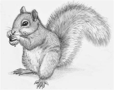 Squirrel drawing | Pencil drawings of animals, Animal sketches, Animal ...