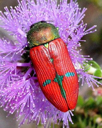 Discover the Beauty of Birak in the Perth Hills Armadale | Perth Hills Armadale Visitor Centre