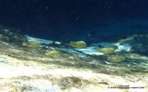 Snorkeling at Casa Cenote, Mayan Riviera | Snorkeling in Mexico