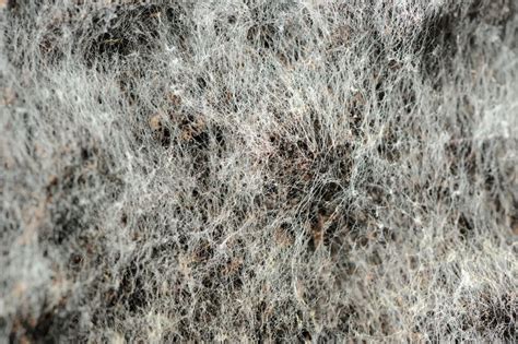 Is White Mold in My Basement Toxic? | Crossroads Foundation Repair