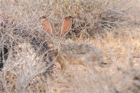 A Field Guide to Jackrabbits - Cool Green Science