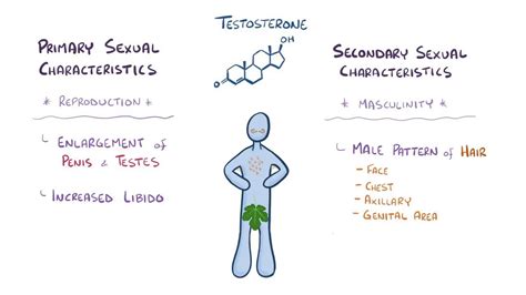 Testosterone: Video, Anatomy, Definition & Function | Osmosis