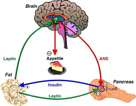 Leptin and Ghrelin Balance - Get it Right! | Annie Clark