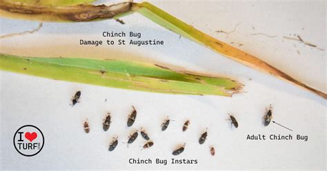 How to Identify Chinch Bugs and Chinch Bug Damage in St Augustine Grass ...