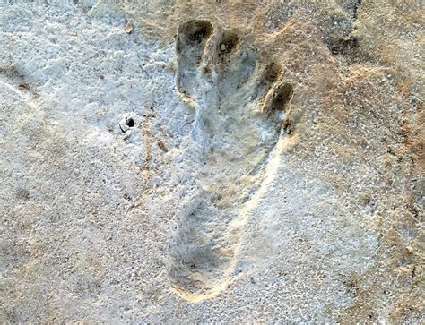 The Oldest Human Footprints in North America Could Redefine Prehistory as We Know It—and It’s ...