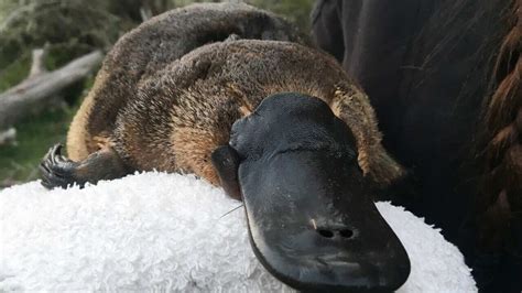 Platypus returns to an Australian national park after major conservation effort | SBS Japanese