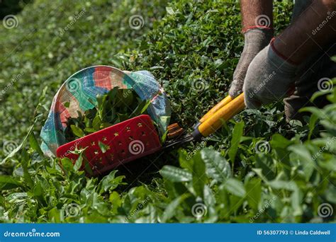 Harvesting tea stock image. Image of turkey, hands, nature - 56307793