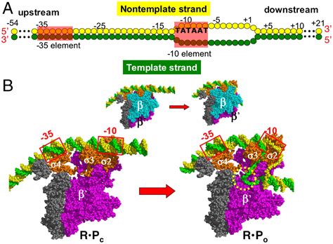 Rna Polymerase Structure And Function