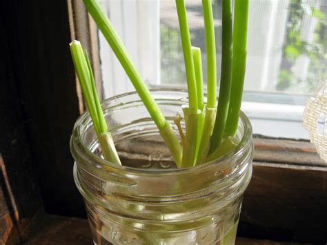 It really works! Growing more scallions...from other scallions - Rosy Blu