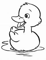 Coloring Pages  Duck Color Coloring Pages Duck Coloring Page sketch template