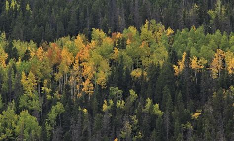 Fall color, Rocky Mountain National Park. Sept. 2017. | Flickr