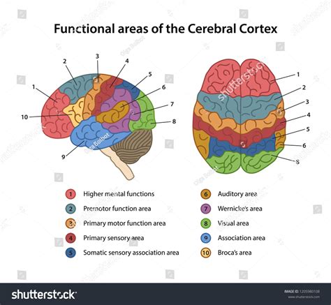 9.801 Cerebral Cortex Images, Stock Photos & Vectors | Shutterstock