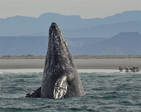 Learn About the 14 Baleen Whale Species