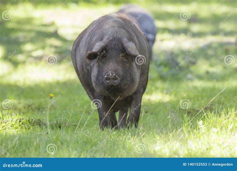 Iberian pig in the meadow stock image. Image of plate - 140152553