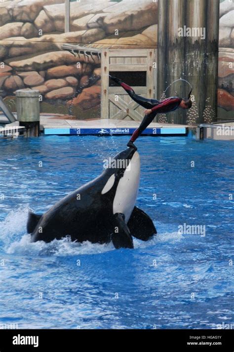 File. 7th Jan, 2017. Tilikum, the orca that killed a trainer at SeaWorld Orlando in 2010, has ...