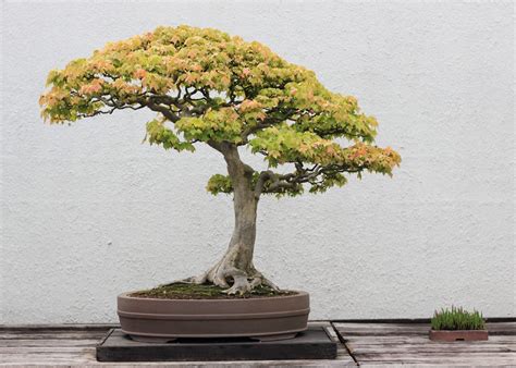 Trident Maple Bonsai Tree Care Guide (Acer buergerianum) | Bonsai Tree ...