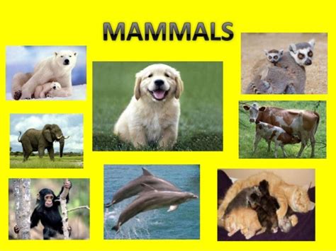 Classiffying vertebrates (mammals)