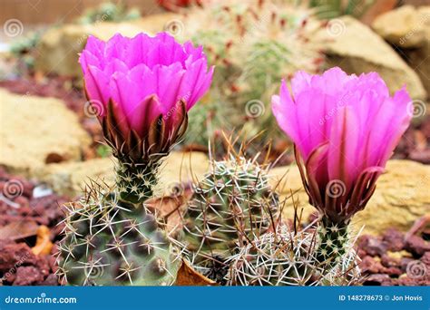 Pincushion Cactus Flowers stock image. Image of flowers - 148278673