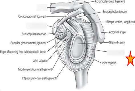 Procedures I: Labrum Part I Diagram | Quizlet