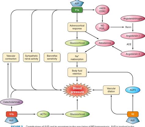 Figure 3 from Vasopressin V1a and V1b receptors: from molecules to physiological systems ...