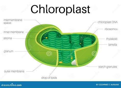 Diagramme D'illustration De Chloroplaste Sur Des Usines Illustration de Vecteur - Illustration ...