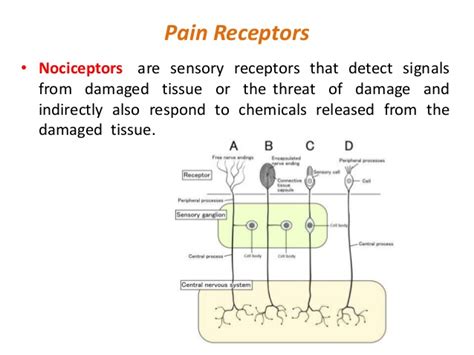 pain receptors | Sports Physio Massage Gold Coast | Ashmore, Burleigh | Massage | Pilates ...