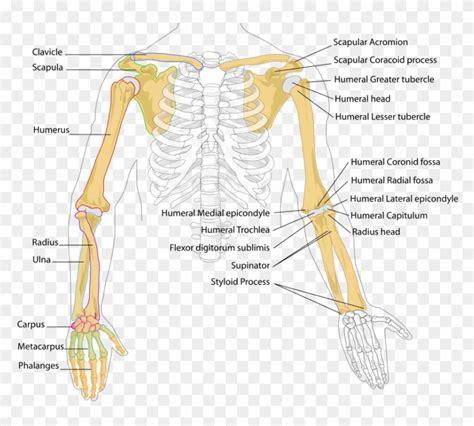 Human Arm Bones Diagram - Bones In The Arm, HD Png Download - 858x753(#998439) - PngFind