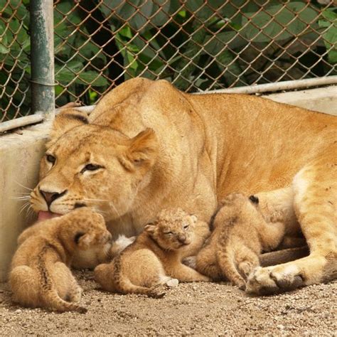 Lion Cubs Play At Zoo Santa Fe - ZooBorns