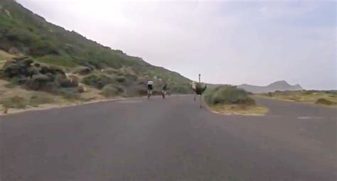 Bicycle Race Takes Hilarious Turn As Ostrich Joins In, And Runs At Over ...