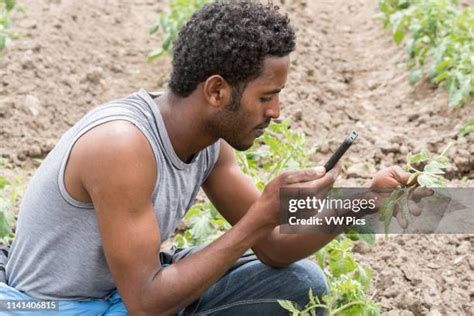 Ethiopian Farmer Photos and Premium High Res Pictures - Getty Images