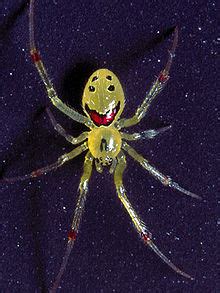 British Scientists Study Hawaiian Happy Face Spider — Earth Changes ...