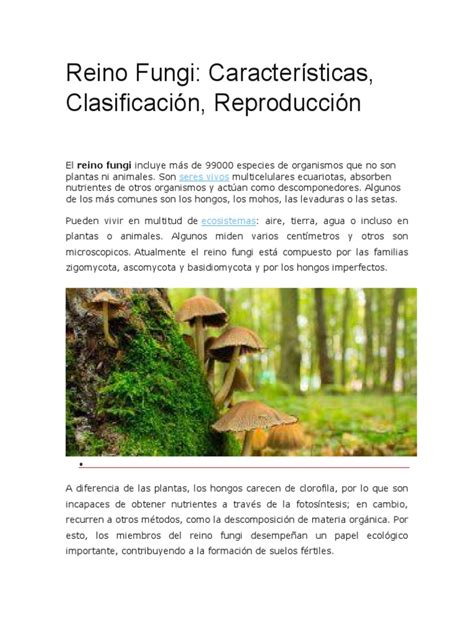 Reino Fungi: Características, Clasificación, Reproducción: seres vivos ...