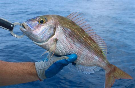 Porgy, Red - South Atlantic Fishery Management Council