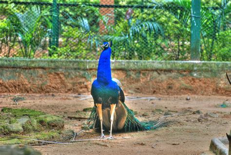 BANNERGHATTA NATIONAL PARK Photos, Images and Wallpapers, HD Images, Near by Images - MouthShut.com