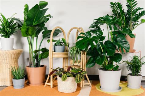 10 Beautiful & Unique Indoor House Plants That Are Super Easy to Take Care Of : EverTricks.com