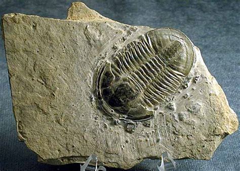 Cambrian Period Fossils