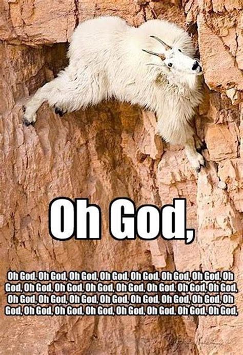 30 Funny animal captions - part 12 (30 pics), animal memes, animal pictures with captions, funny ...