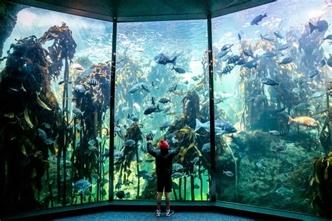 Two Oceans Aquarium Celebrates 25 Years – V&A Waterfront