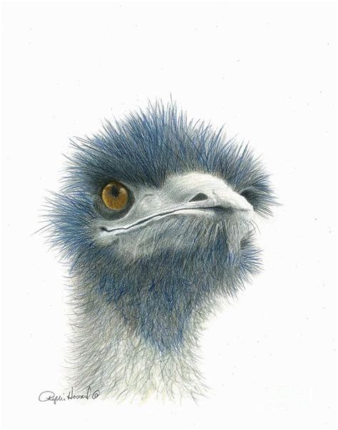 Emu Drawing at GetDrawings | Free download