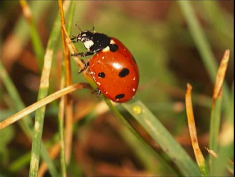 Bug Ladybug Birthday, Birthday Theme, My Father's World, Garden Insects, A Bug's Life ...