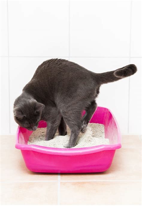 Best Clumping Cat Litter