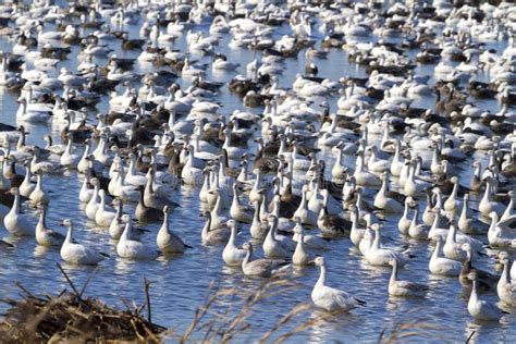 Snow geese fall migration stock image. Image of black - 108517915