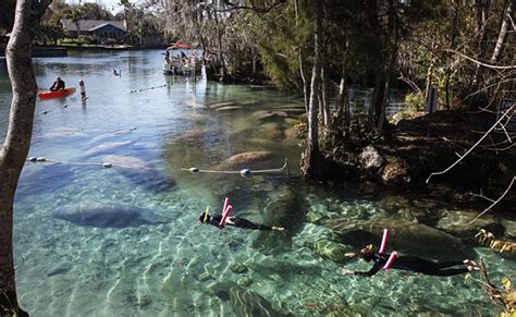 Swim & Snorkel with Manatees 2024 | Florida