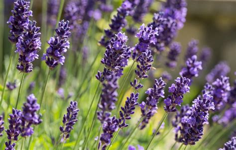 Lavender Plant Care: How To Grow Lavender Plants