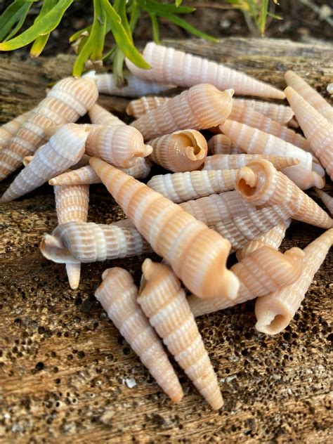 Seashell American Auger Seashells 20 Pieces Shells | Etsy