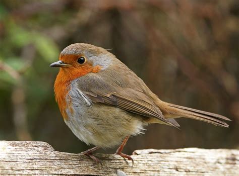 Female Robin (UK) - Identification, Behaviour, and Facts